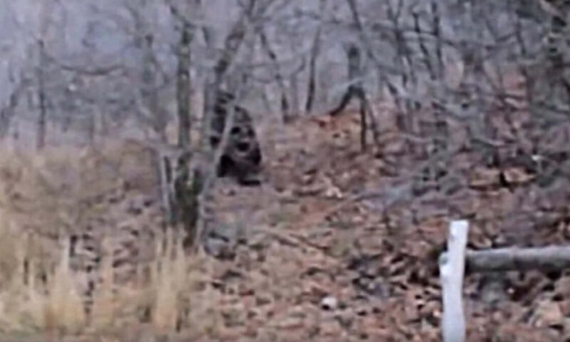 bigfoot